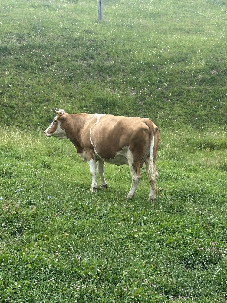 Vand vaca baltata romaneasca