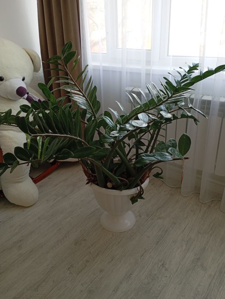 Продам земиокулькас