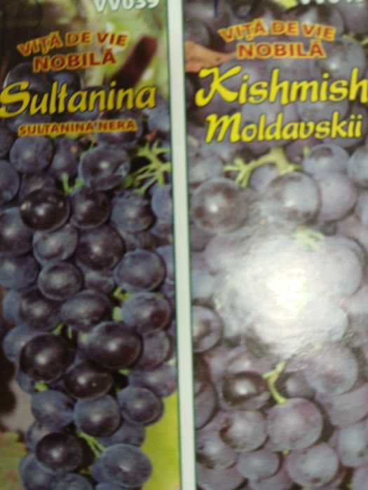 Vita de vie nobila [altoita]soiuri alb și negru fără semințe