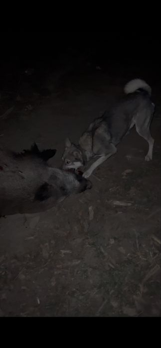 Лайка лайки рабочие рабочи