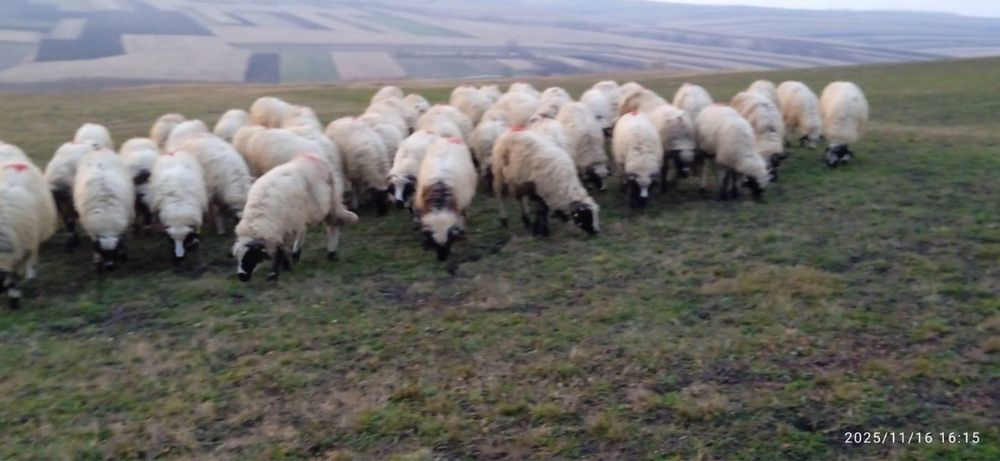 Vând 75 de mieluțe breze