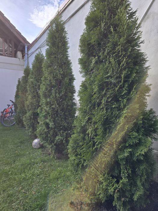 Tuia zmarald  înălțime 3 metri