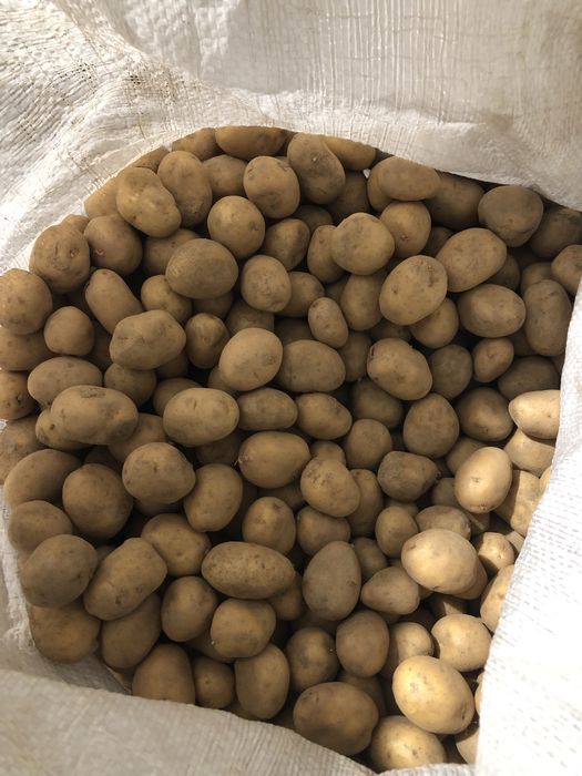 Бейби картофи сорт джили и отолия