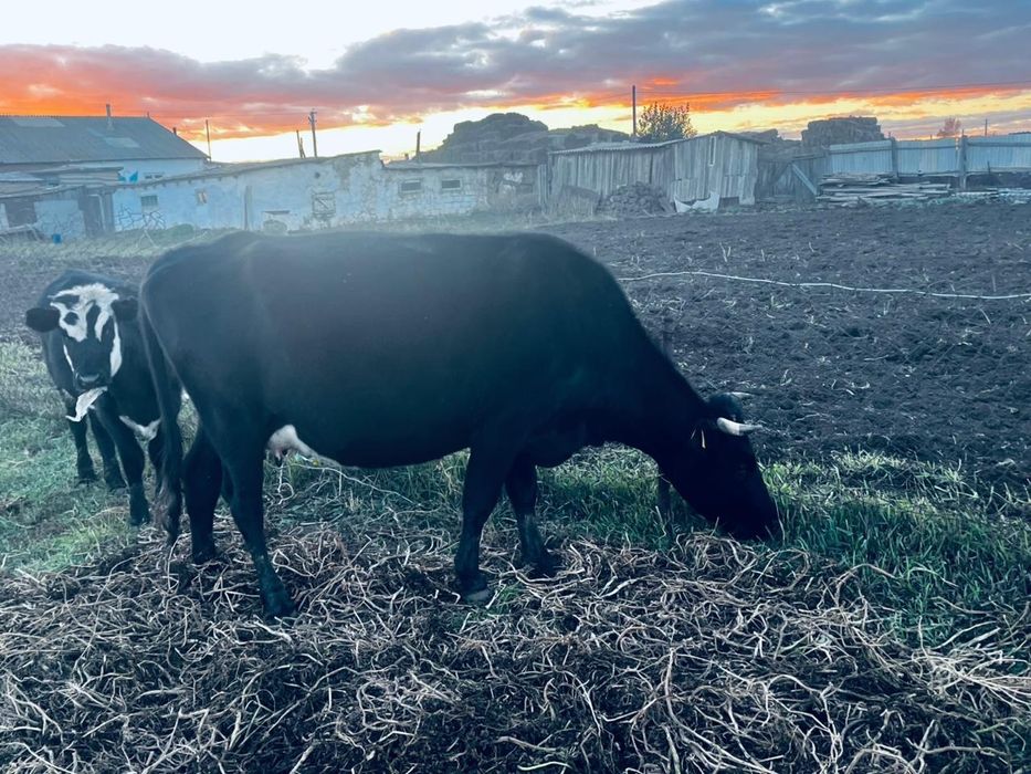 Продаётся здоровая корово, чернего окраса