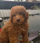 Pudel baiet. Poodle mascul