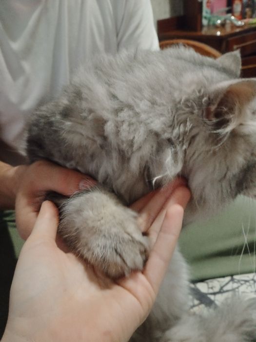 Персидский кот, не дорого в добрые руки