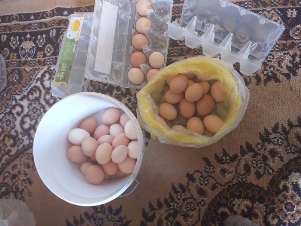 Продам домашние яйца