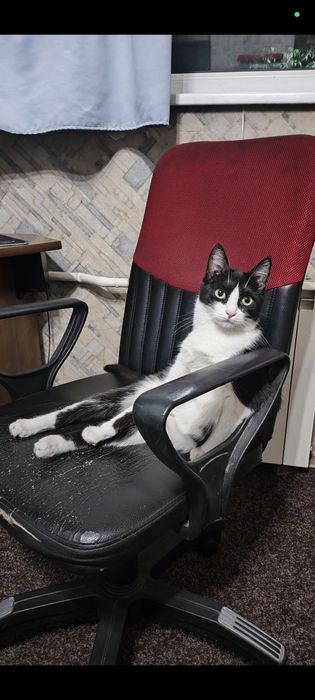 Отдам кошку в хорошие руки