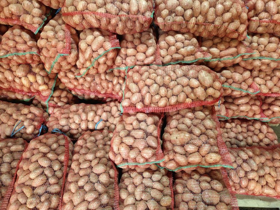 Cartofi rosii consum Bellarosa