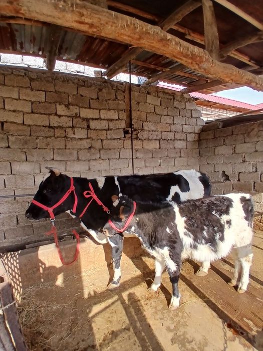 Бузогча сотилади