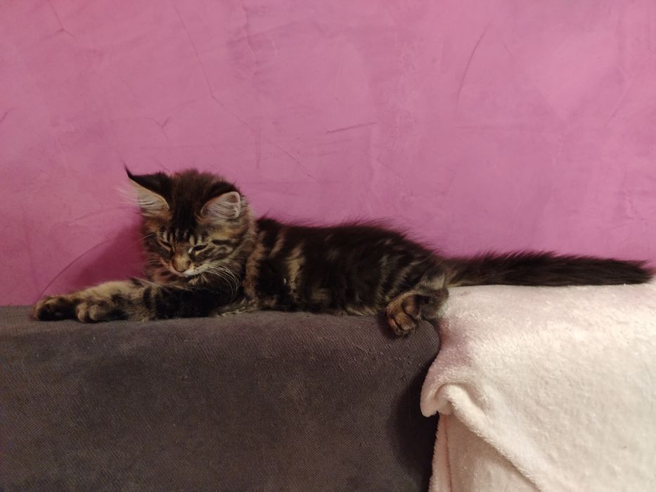 Baietel rasa pura Maine Coon