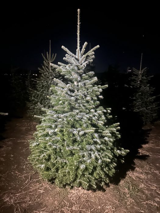 Plante de gradina / Tuia / Amenajari gradini / Copaci