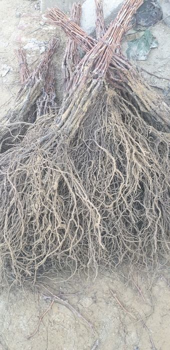 Producător butasi vita de vie hibrid