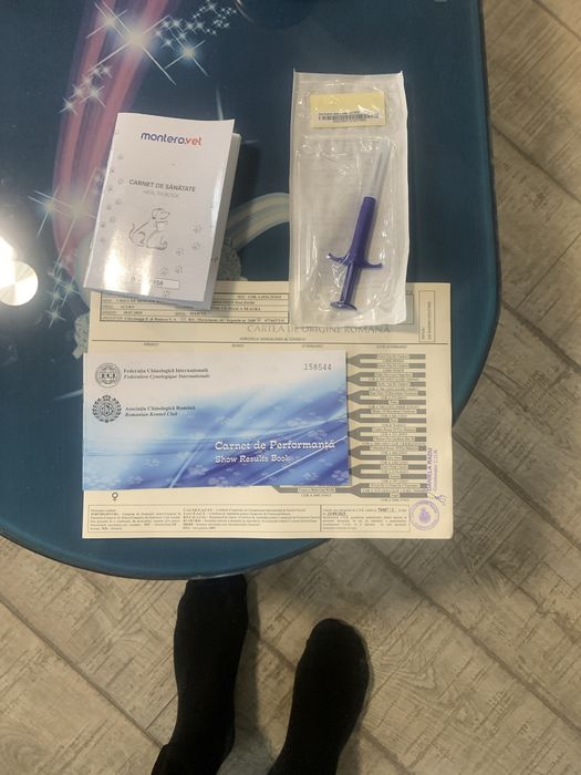 Ciobanesc belgian malinois