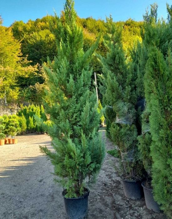 Leylandii – Gard viu dens și rapid, transport și plantare incluse!