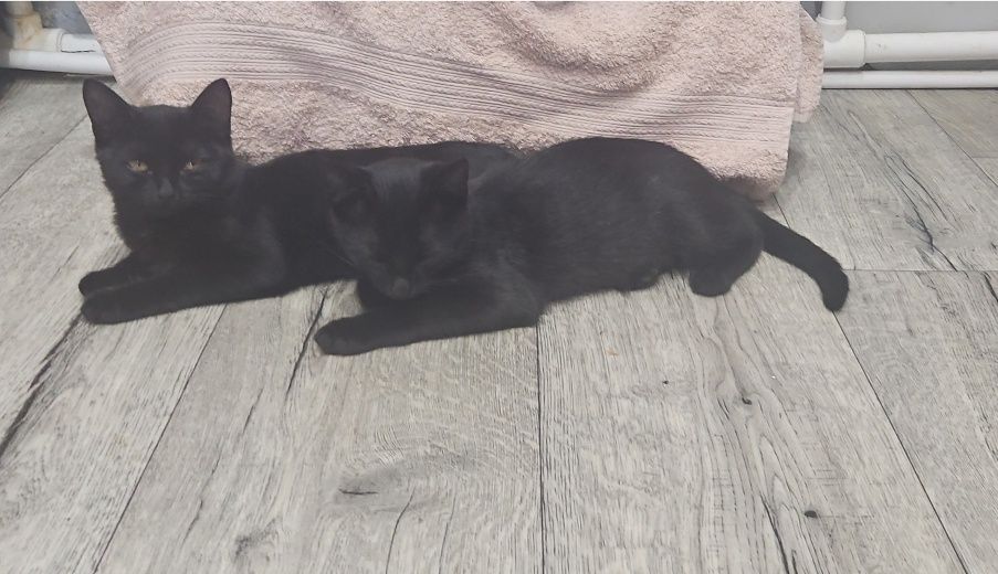 Отдам котят в хорошие руки