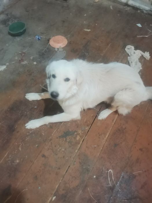 Продаётся собака Ретвирер альбинос