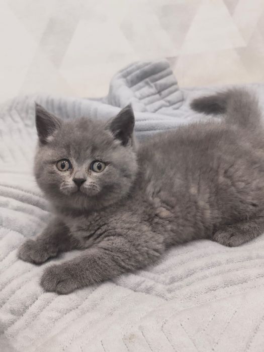 Продам британскую девочку