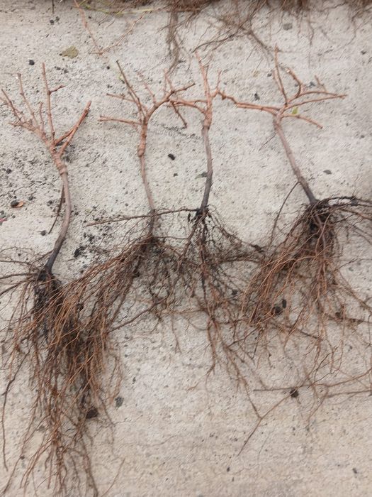 Butași vita de vie de vânzare