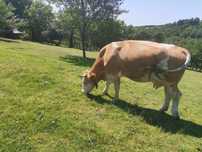Vaca de vânzare foarte buna de lapte