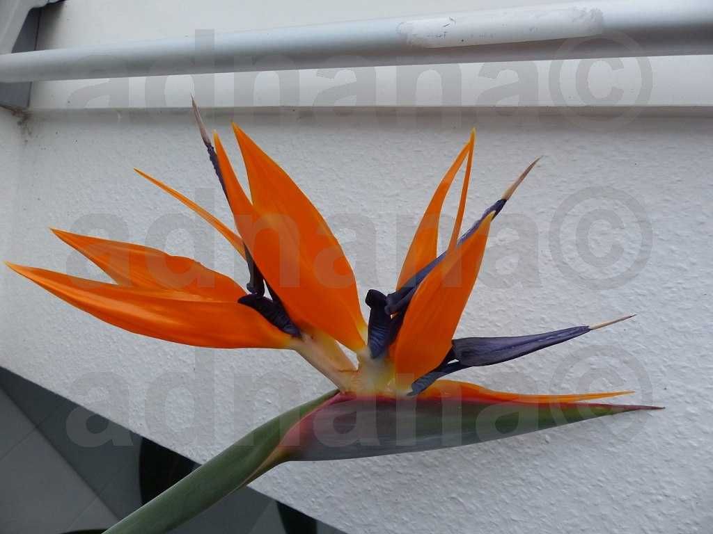 Plic 20 seminte Strelitzia reginae – Pasarea paradisului