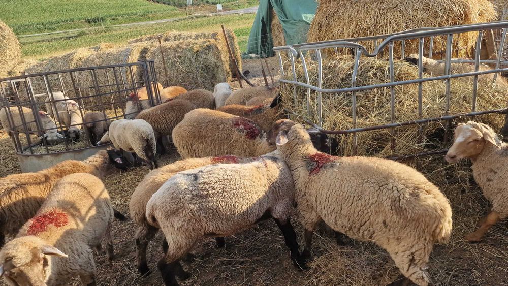 De Vzare  oi si miele de presilâ