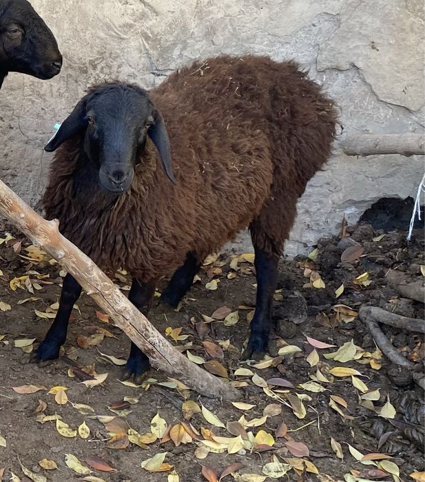 Молодой баран, откормленный, свежий