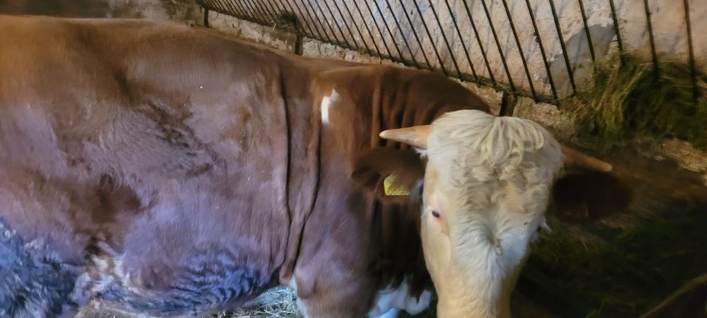 Vând taur 500-550kg