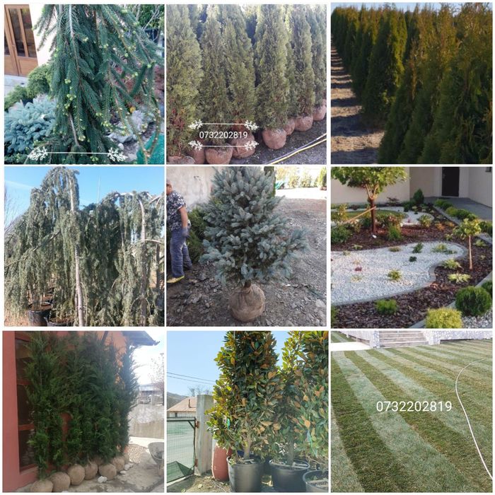 Vindem tuia brazi mesteacăn tei platan stejar frasin etc