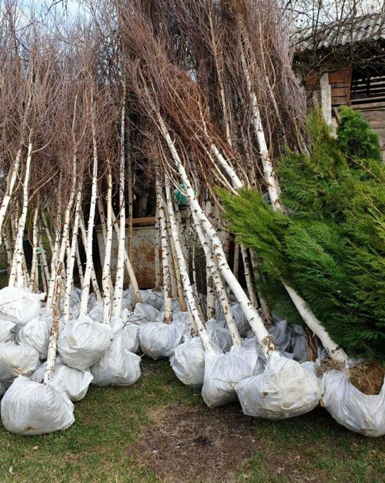 Mesteacăn Betula cu Trunchi Alb | Plantare + Transport Inclus