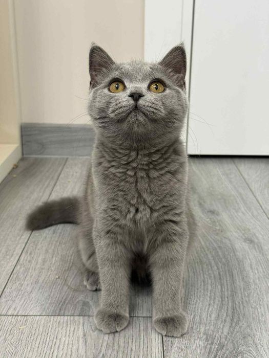 British Shorthair fetiță cu Pedigree 4 luni