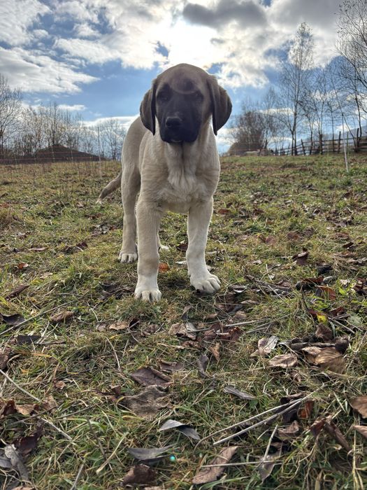 Kangal Malakli Pedigree FCI