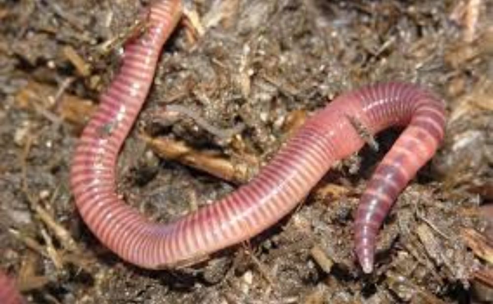 Черви красные для рыбалки