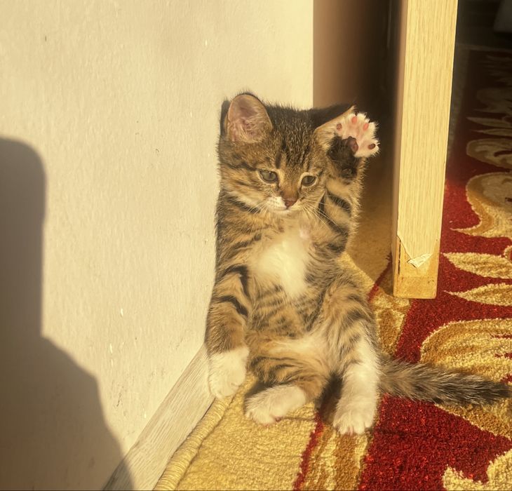 Отдам даром котята,