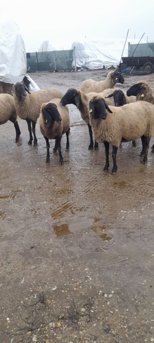 Vând 10 oi gestante