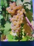 Vând struguri de vin productie 2025
