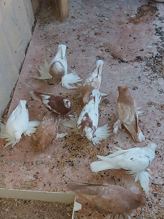 Продам голубей летные