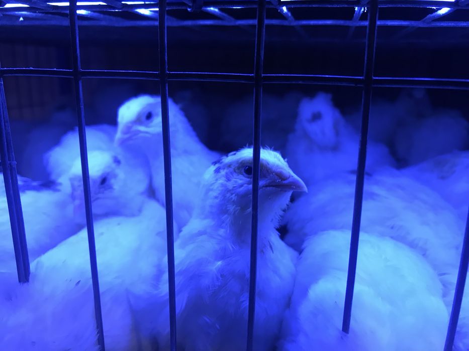 Prepelita polara gigant