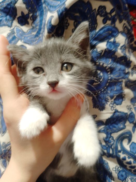 Mushukchalar beriladi