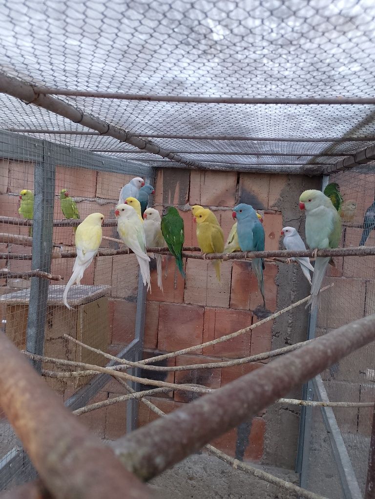Папагали различни видове