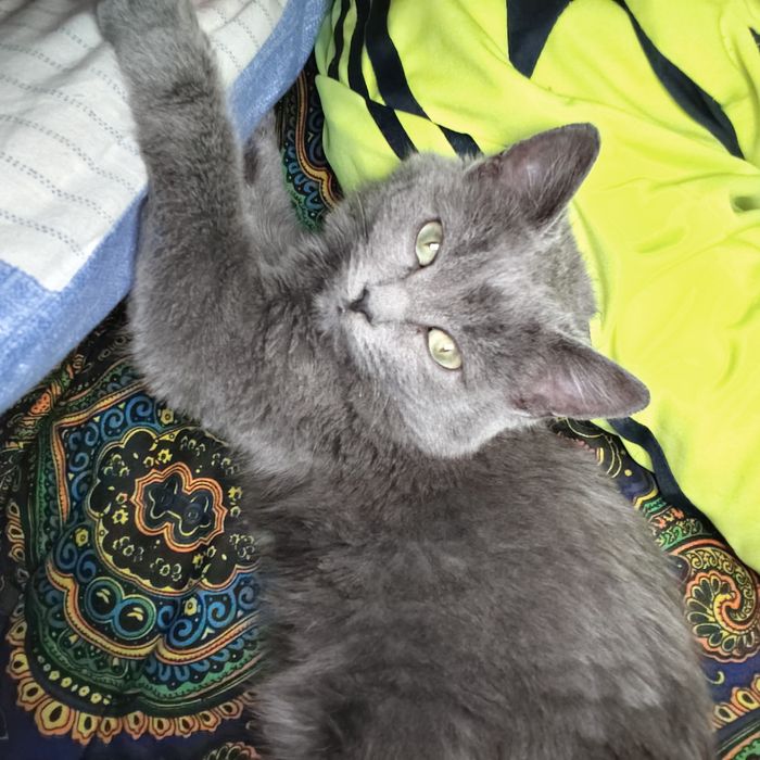 Отдам котёнка 5 месяцев в добрые руки