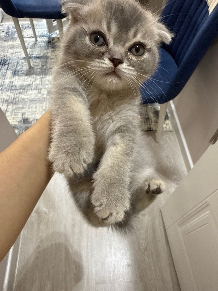 Продается  котята