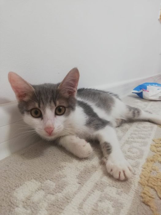 Отдам котенка даром