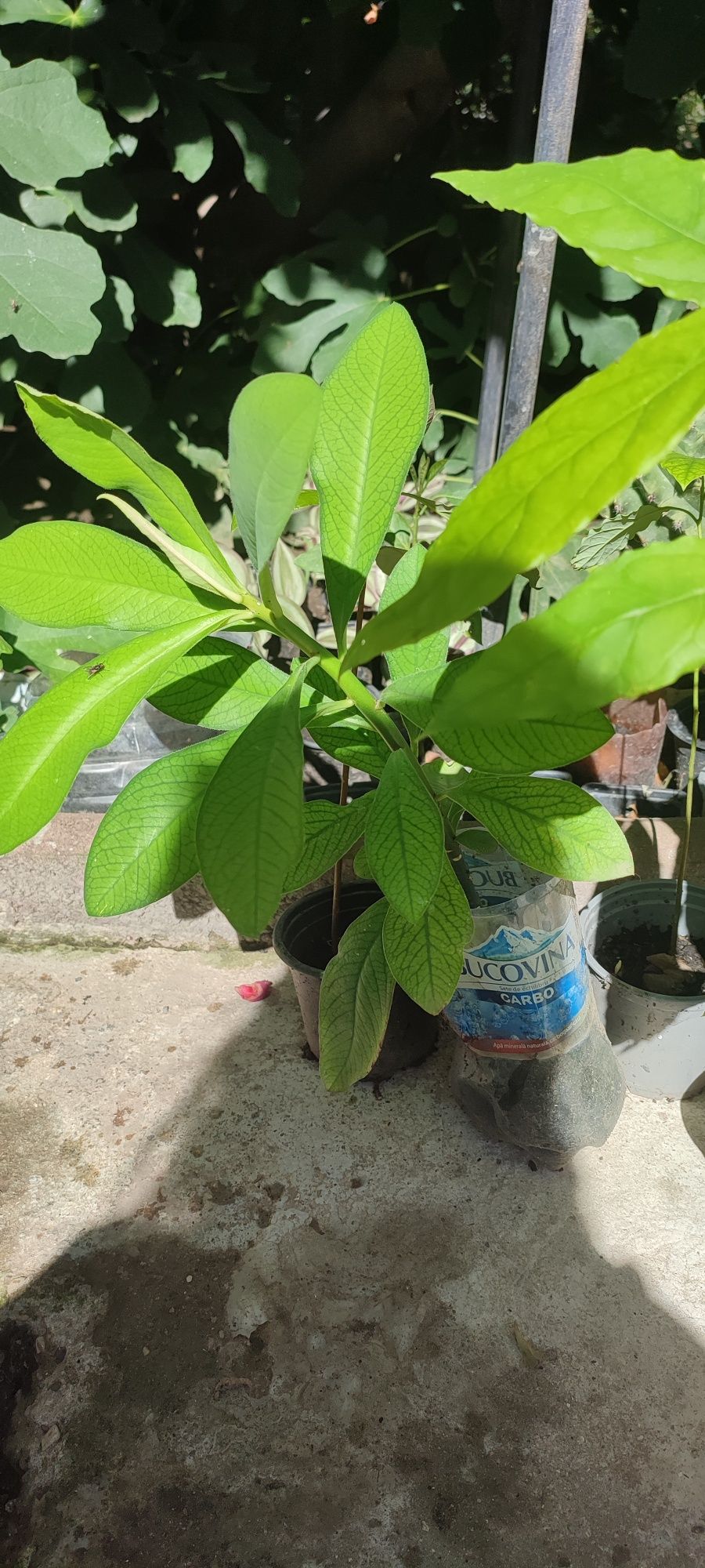 Arbore de cauciuc și avocado