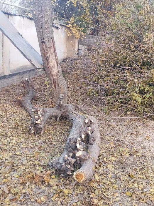 Внимание акция Диккат акция Утсин сотилади Кишни совук кунларига утсин