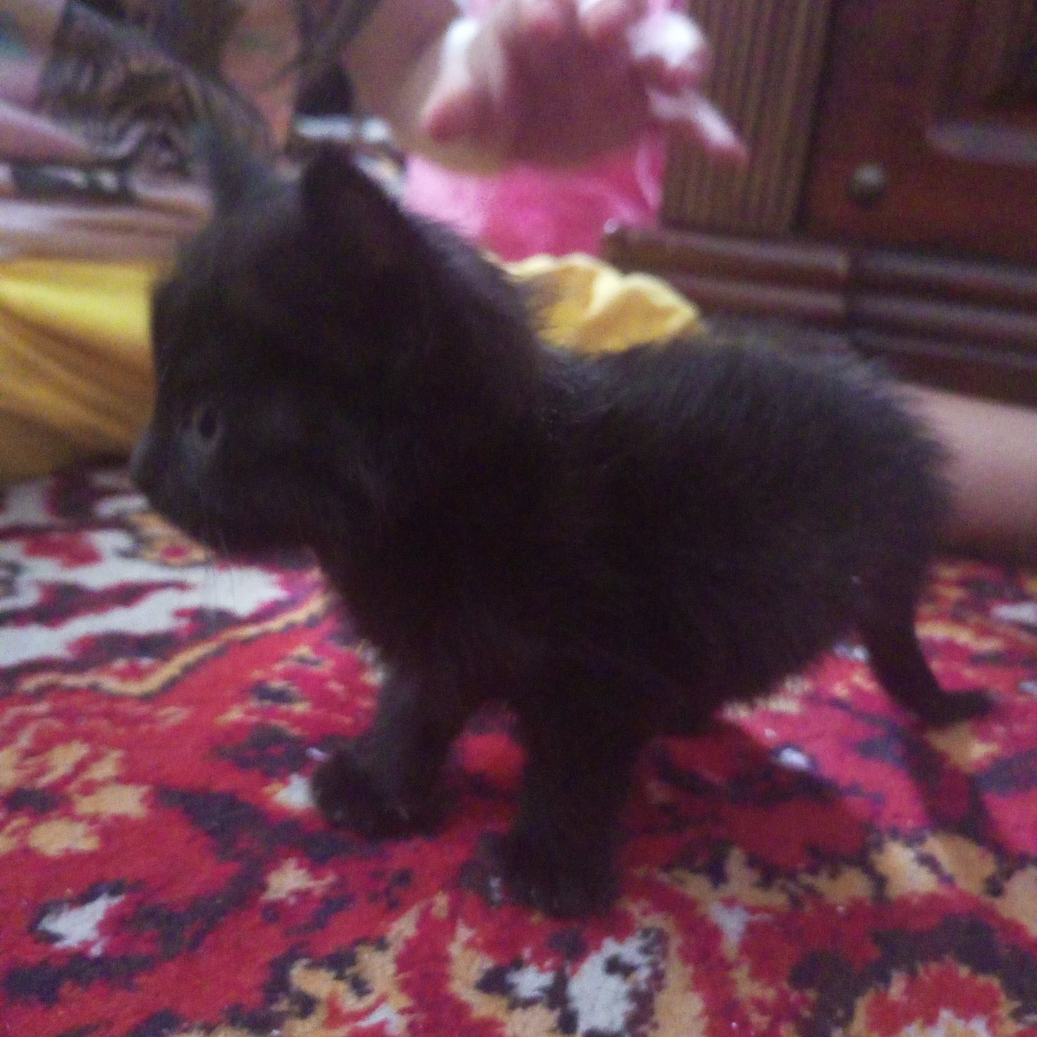 Котенок двух недельный