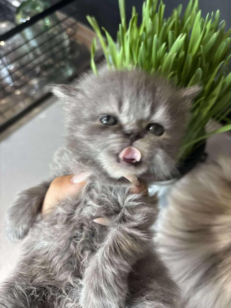 Персийски котенца