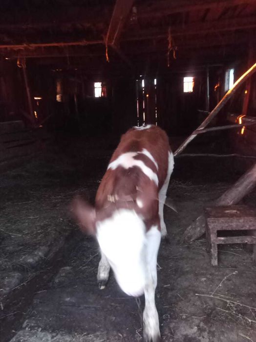 Vand vitică de 3 luni