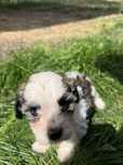 Pui Bichon baietel