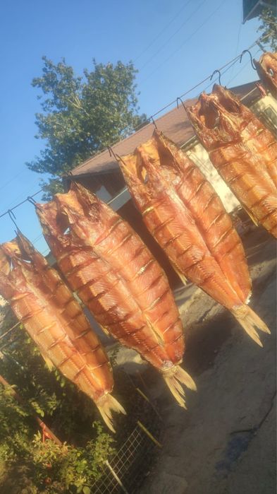 Рыба атырау в наличии